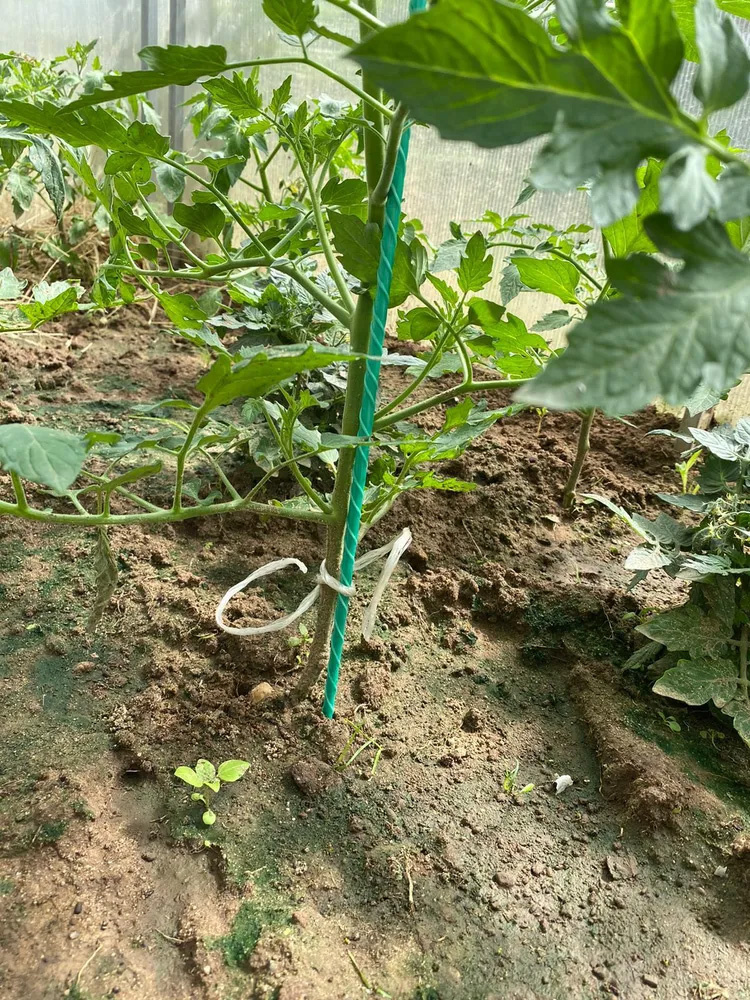 Источник https://грядки-дпк.бел/assets/images/kolyshki/3/6348566577.jpg