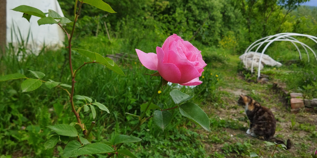 Неприхотливые розы в моем саду.