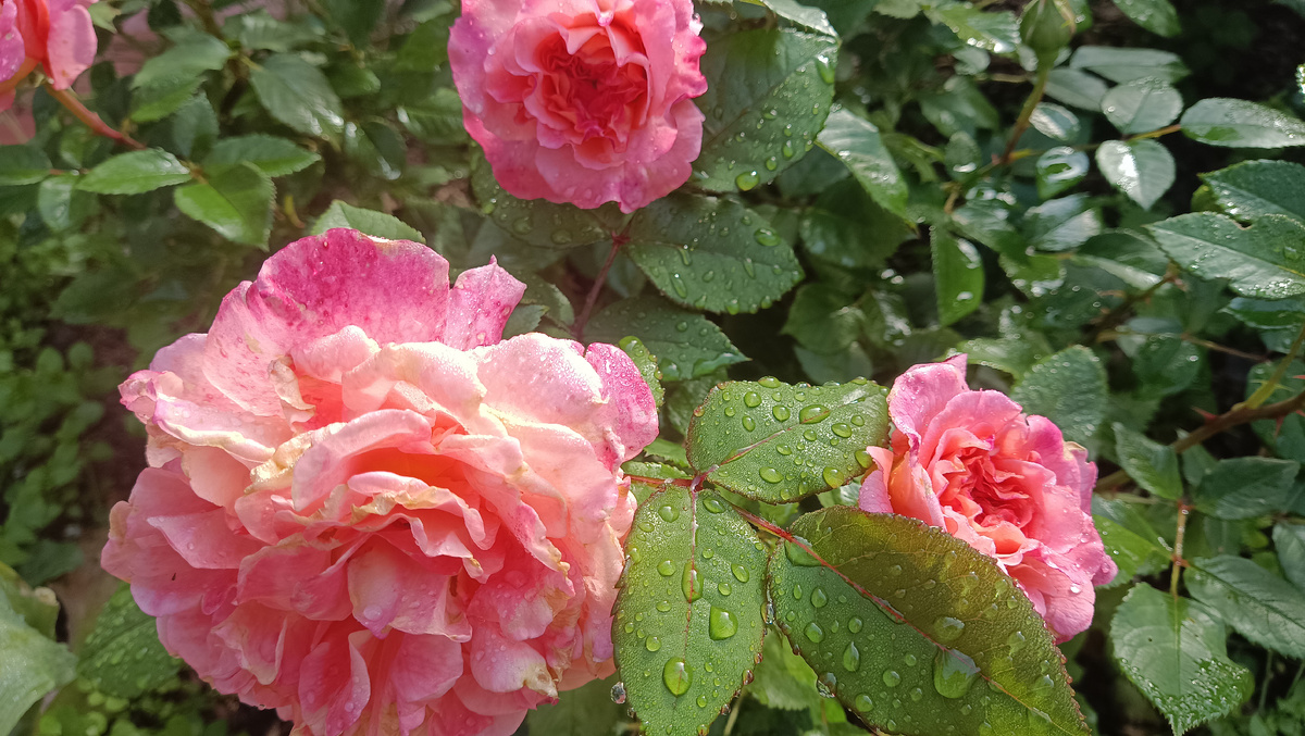 Августа Луиза, 2025