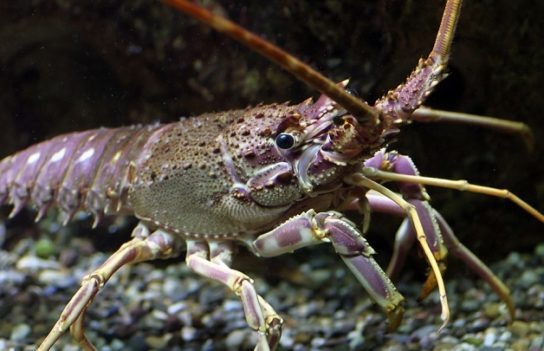 Нетипичная аллергия