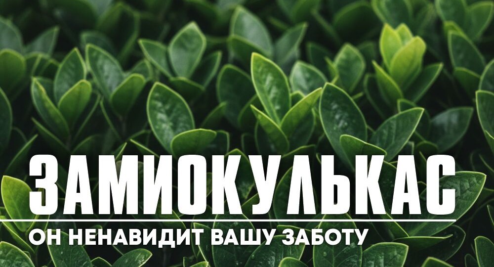 Замиокулькас. Он ненавидит вашу заботу!