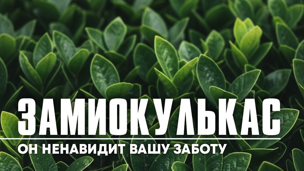 Картинка для обложки