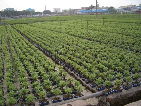 Моллсай выращивают в промышленных масштабах 