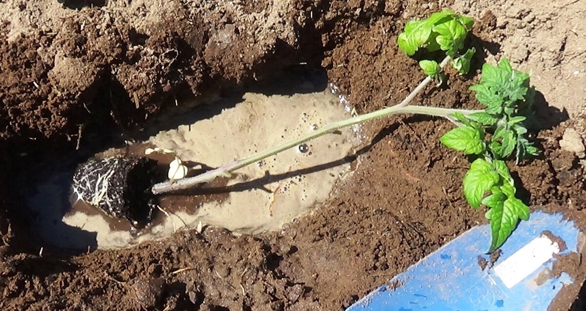 Высадка томата лежа Источник: https://otvet.imgsmail.ru/download/249423561_c1a4073bd6de8756a6fa1ae34189cbe6.jpg