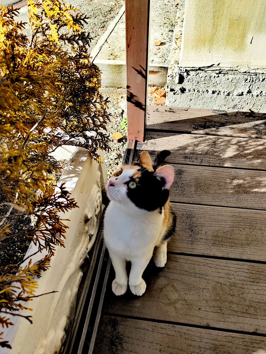 Трехцветная милашка по дороге на КПП "Лаго-Наки". Фото автора. Листайте -->>