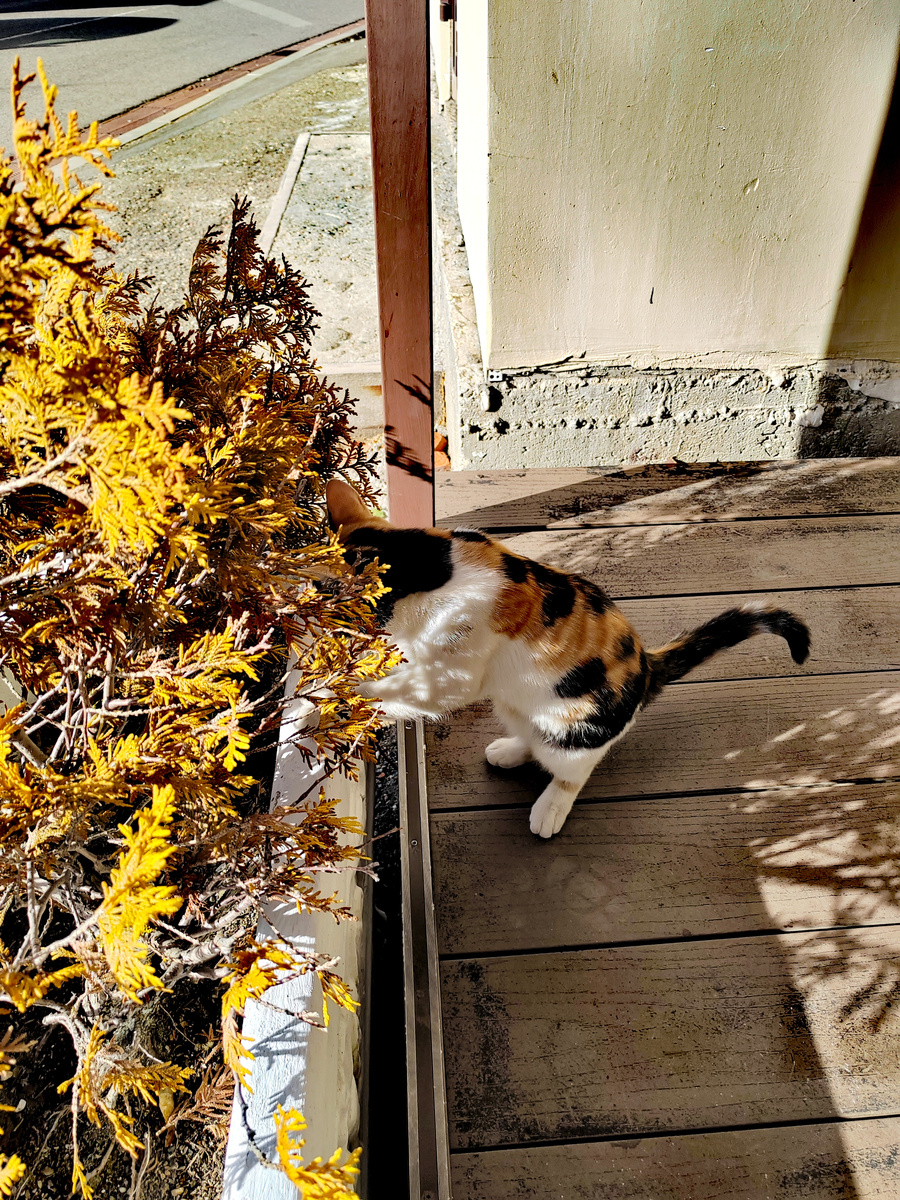 Трехцветная милашка по дороге на КПП "Лаго-Наки". Фото автора