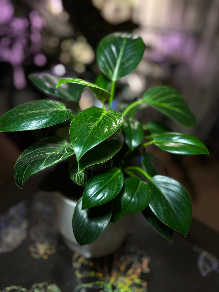 Филодендрон Биркин