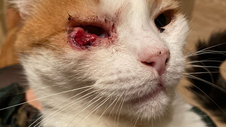 Локи: несчастный кот думал, что его спасли и худшее позади. Диагноз, как гром: новообразование.