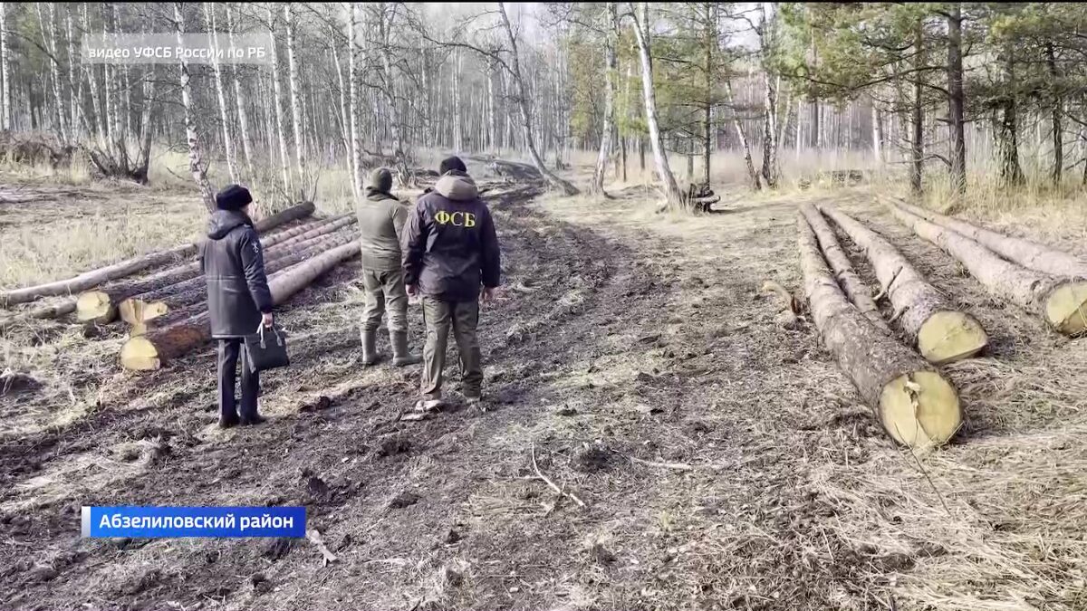    В Башкортостане задержали жителя Абзелиловского района за незаконную рубку леса