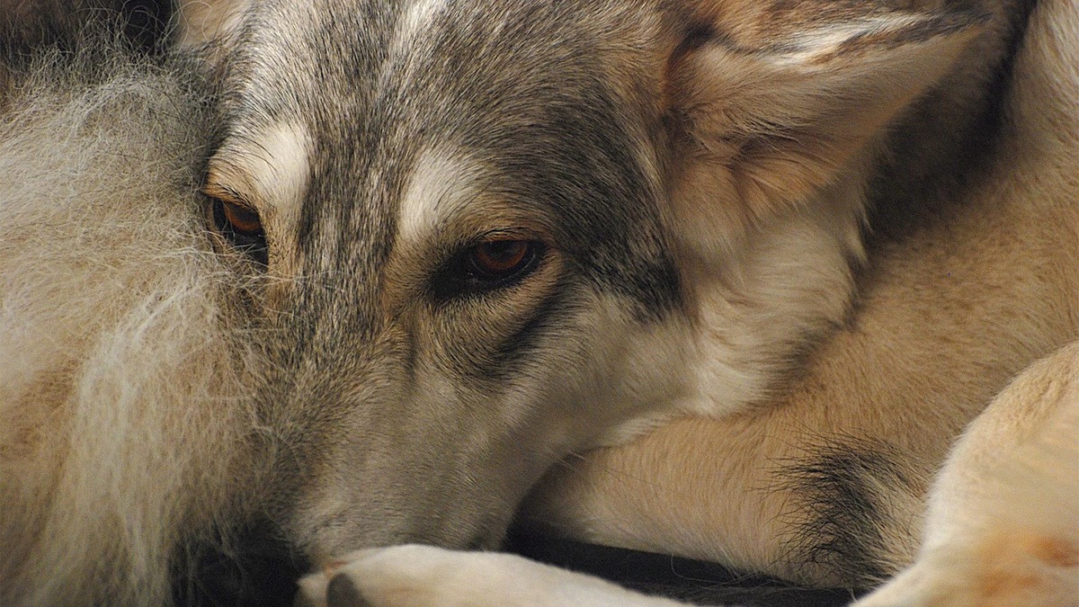    Собака, похожая на Тору, спасенную в Вологде