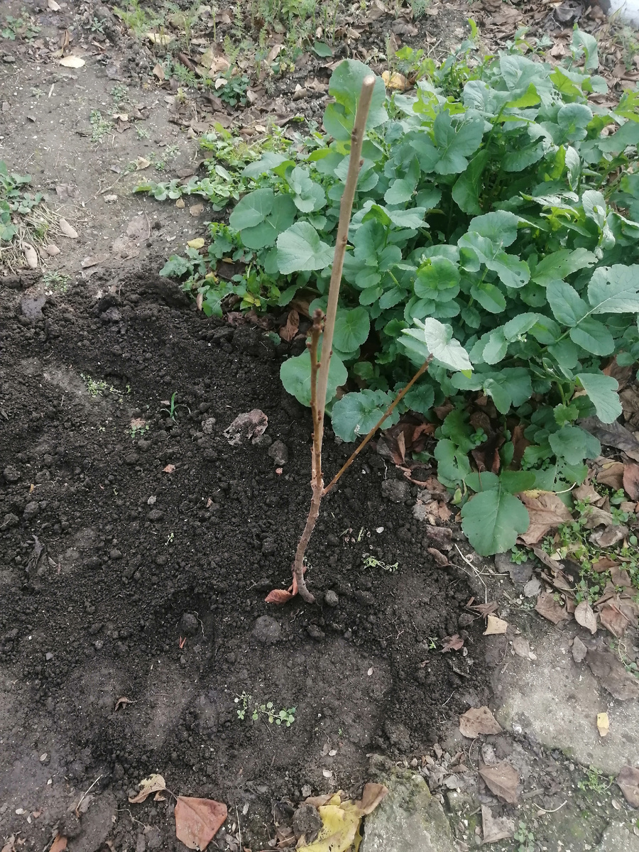 Еще черешня.