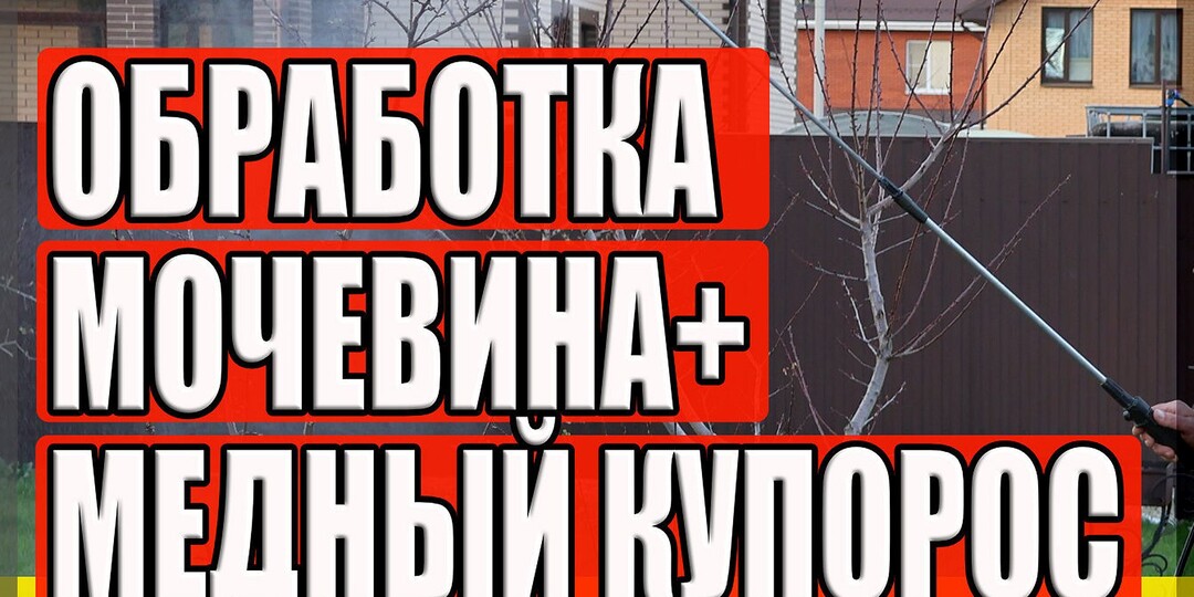Смешивайте - не бойтесь: как правильно обрабатывать деревья смесью карбамида и медного купороса