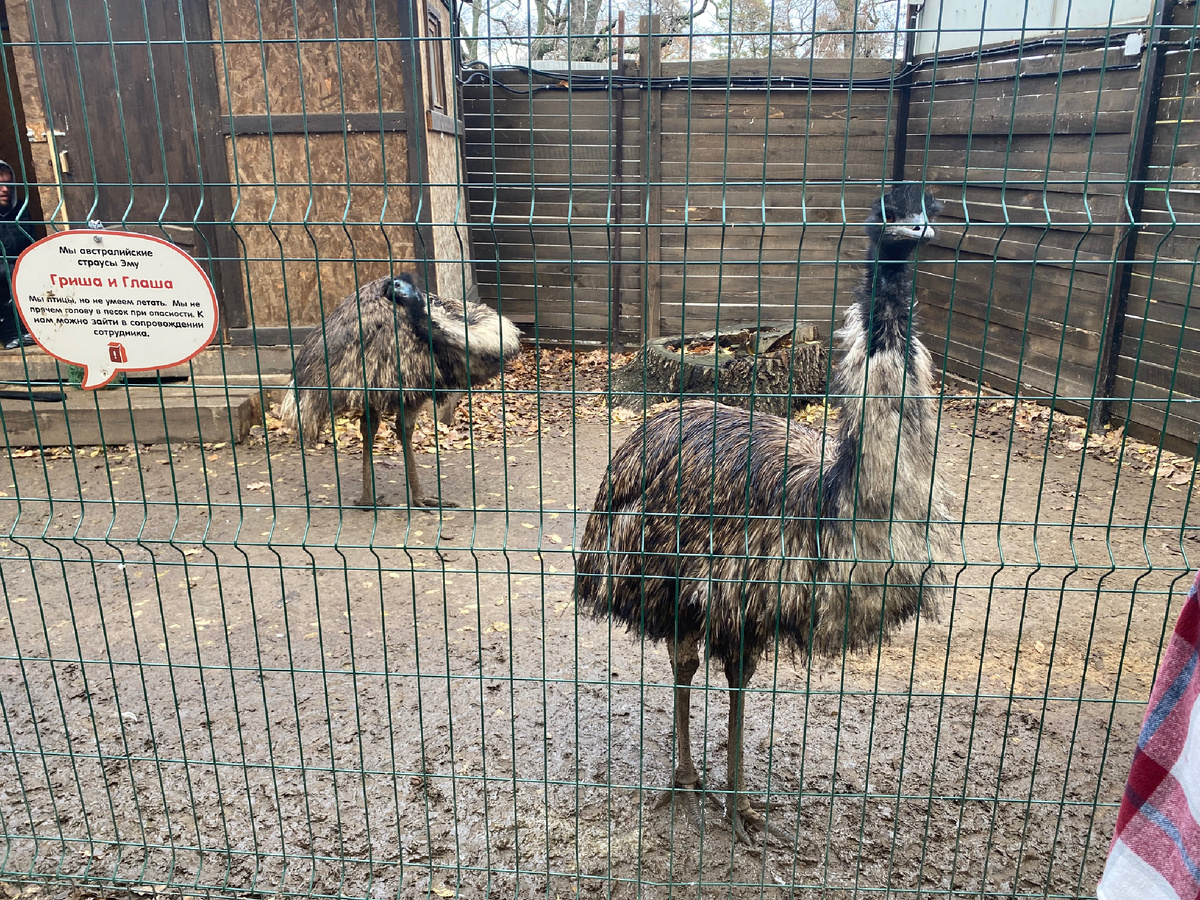 Страусята 🦩🦩