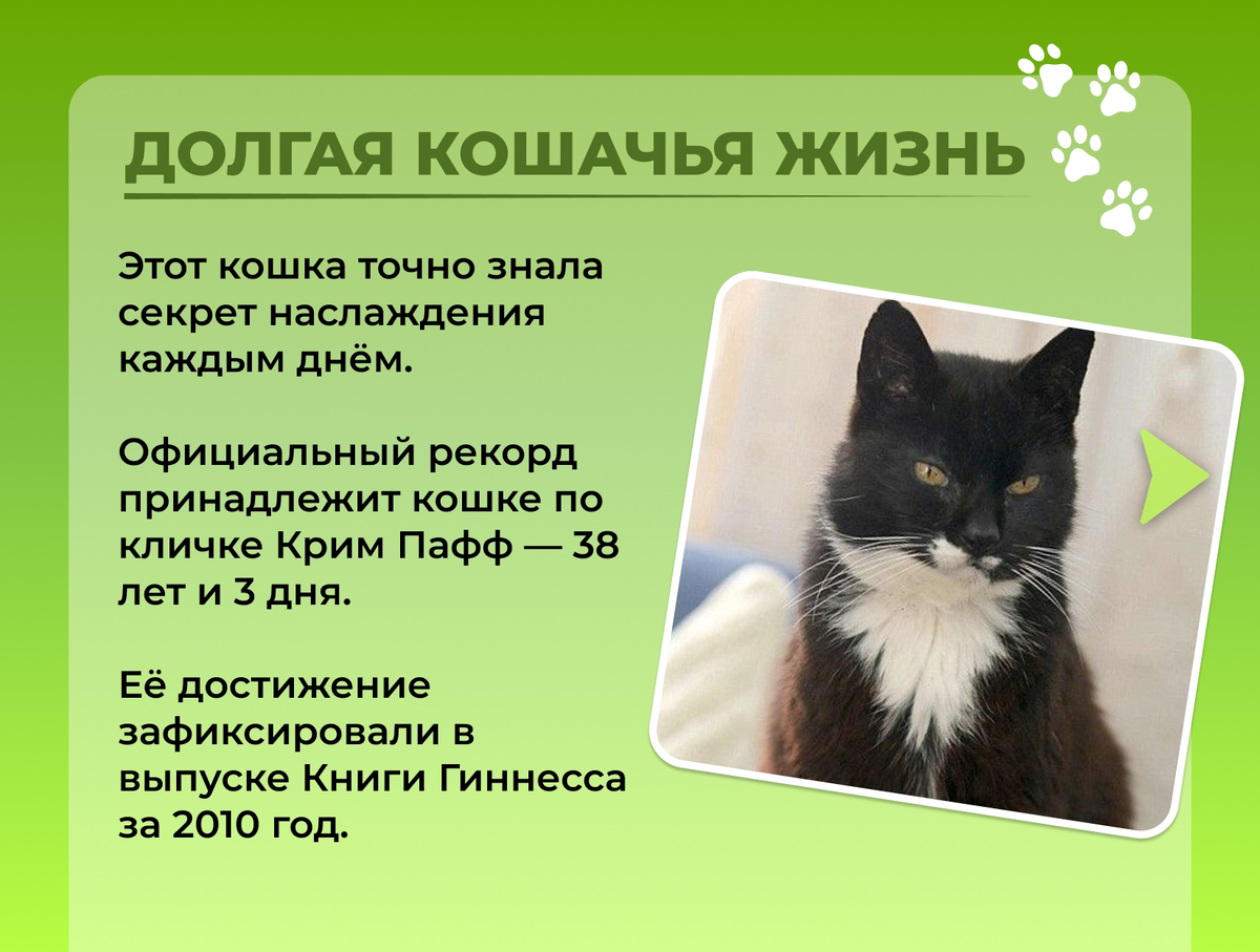 Долгая кошачья жизнь