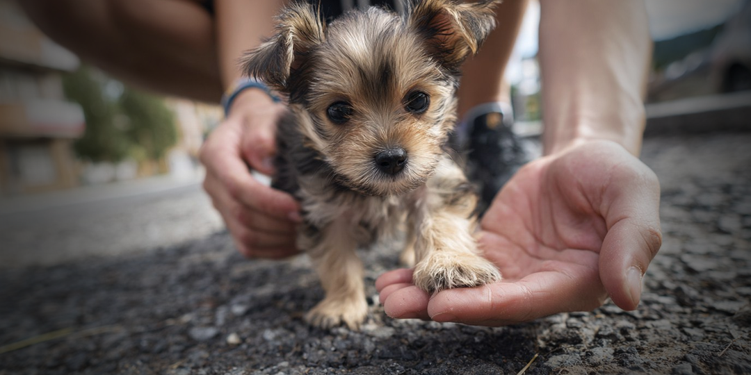 Почему нельзя гулять с собакой без поводка, даже с маленькой: Эксперты объяснили всё по пунктам