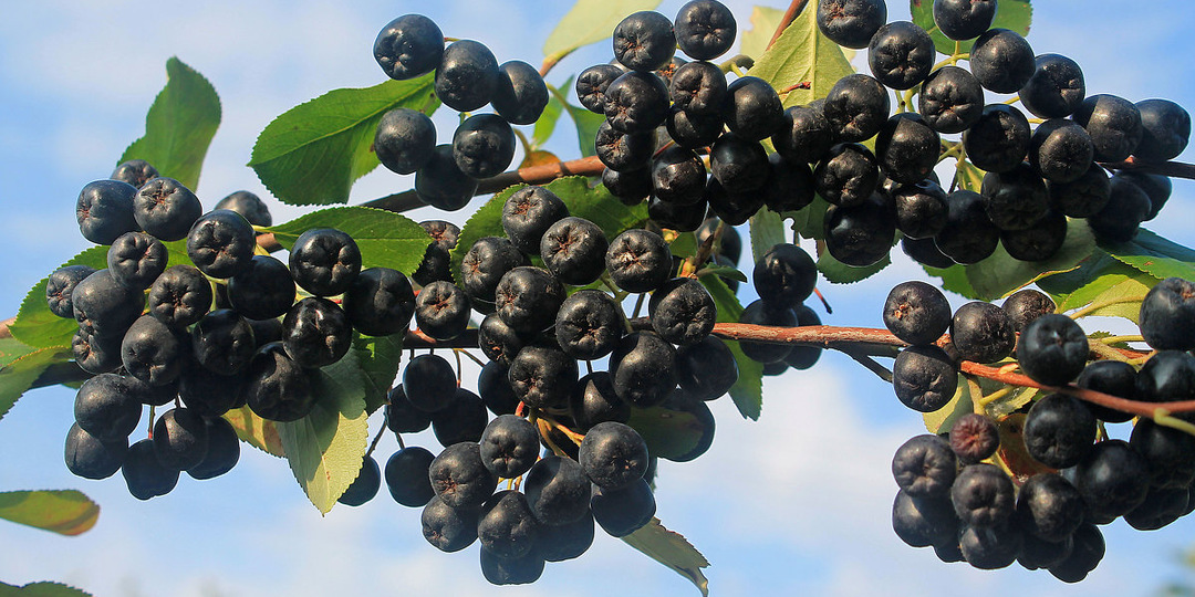 Арония — 20 фактов, которые вас удивят. Ягода-долгожитель: как один куст кормит семью 30 лет