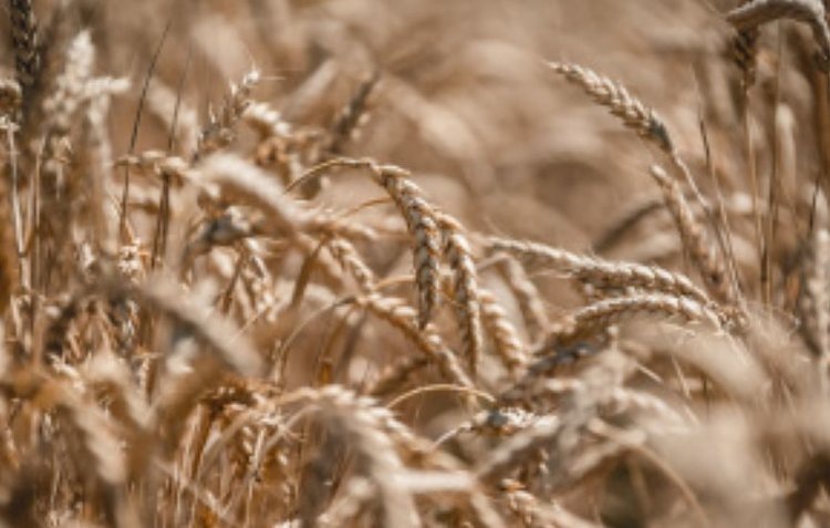    Фото: Минсельхоз Липецкой области