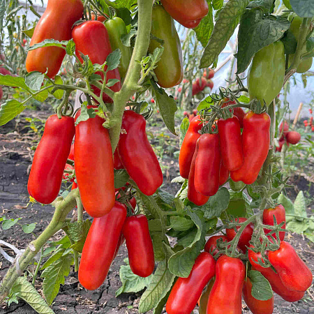 Фото из свободного доступа