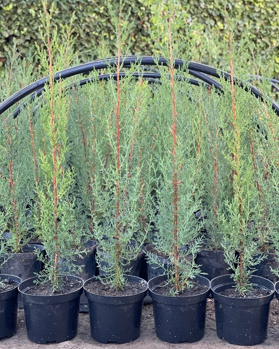 Кипарис крымский