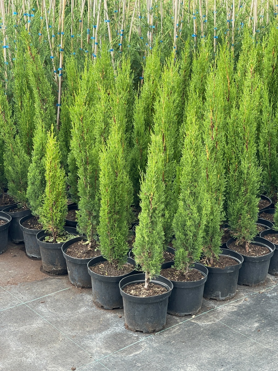 Кипарис итальянский Тотем