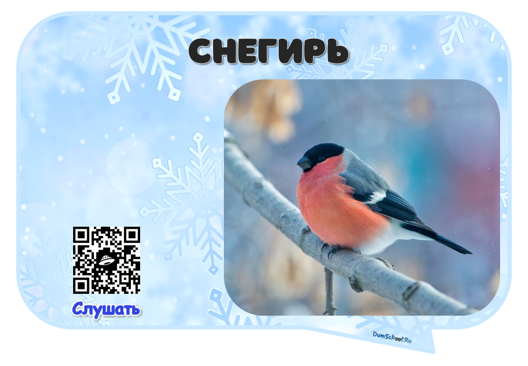 Зимующие птицы России с музыкальным сопровождением.