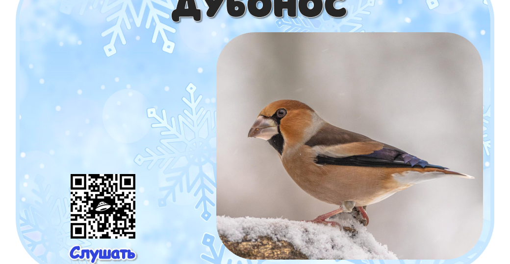 Тема: Зимующие птицы. Разработка с фото и звуком для детей.