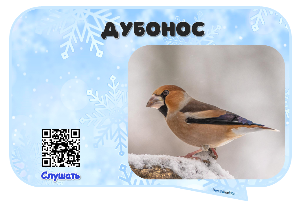 Фото и пение птицы Дубонос".