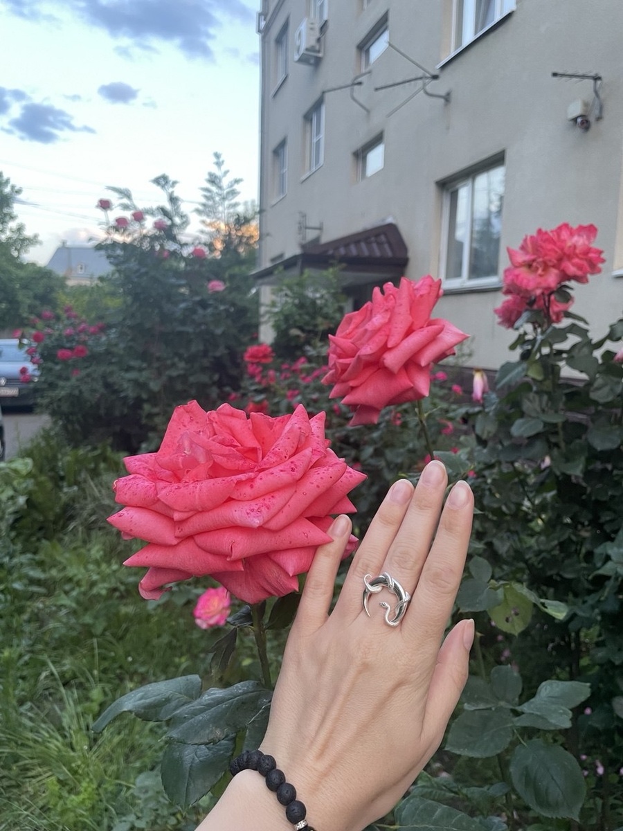 Невероятный красоты розы растут на улицах Ессентуков