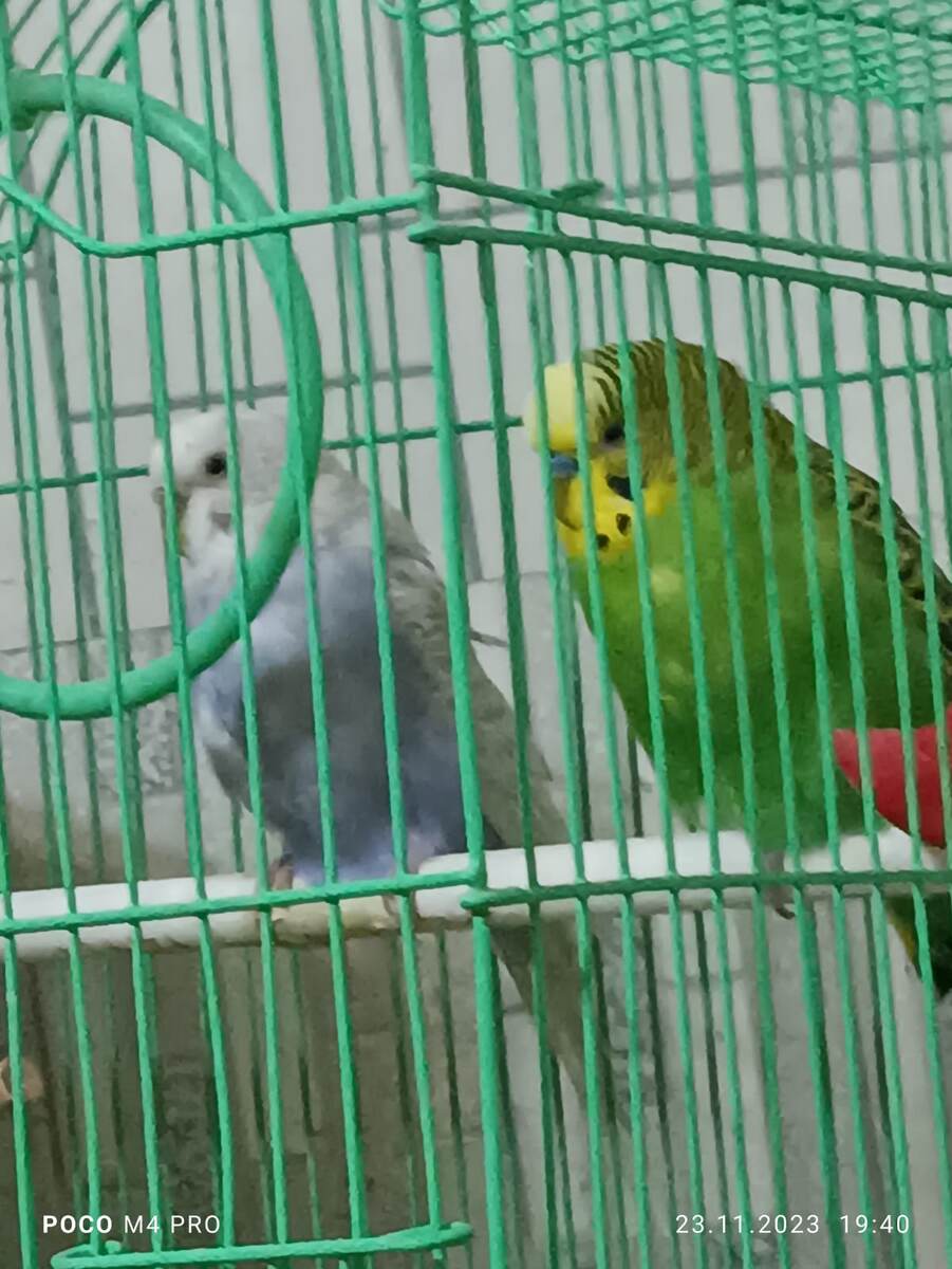 Соня и Сёма