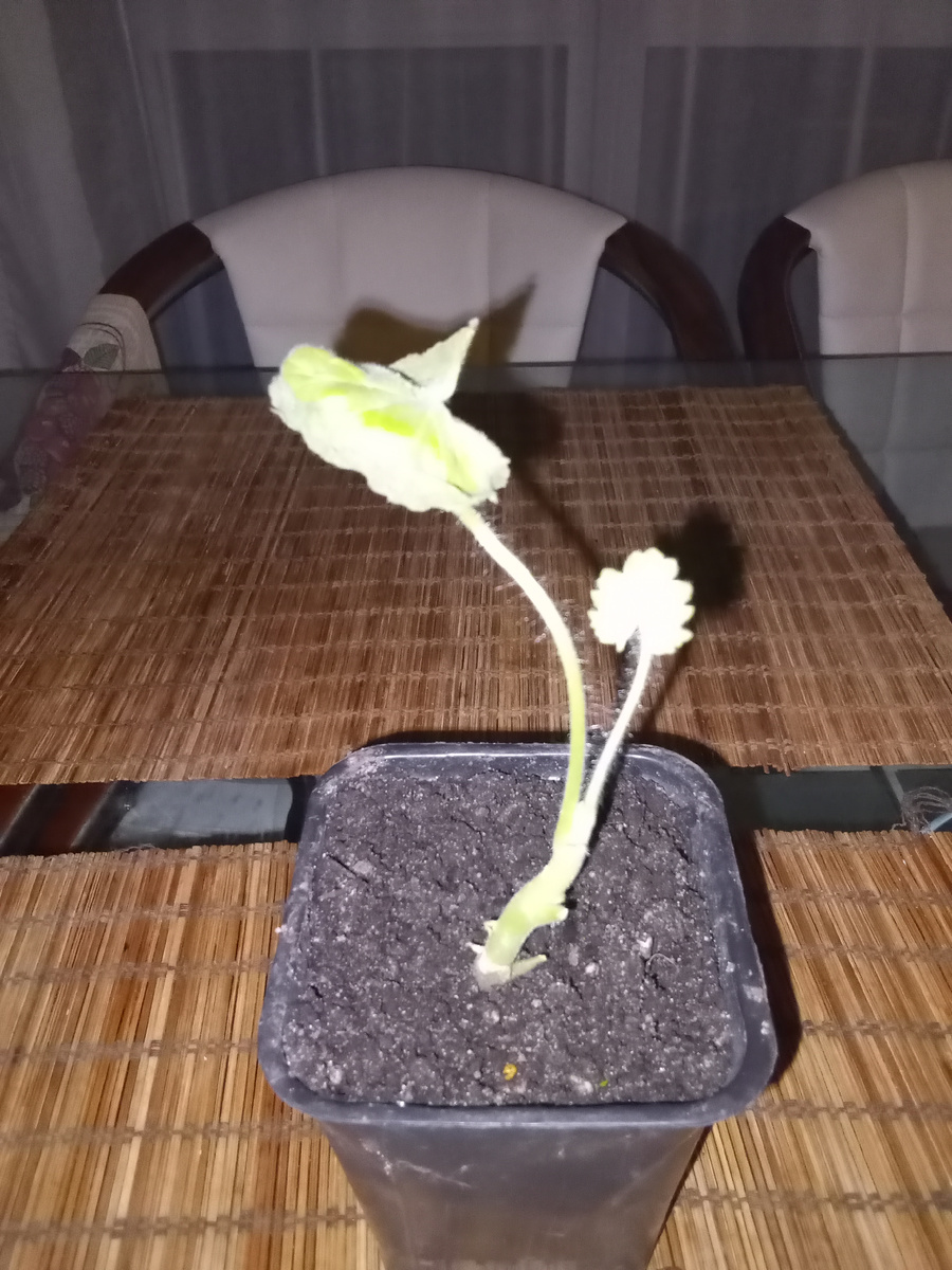 Замухрышка😒