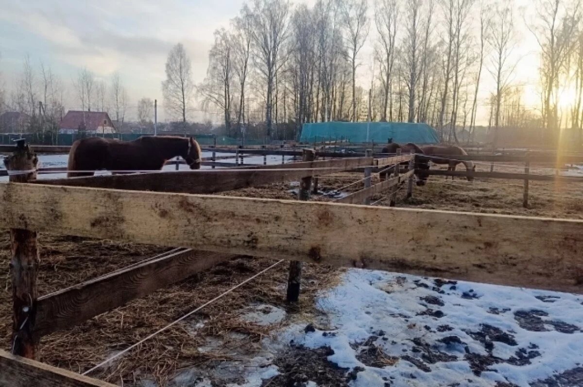    Отпустила поводья.