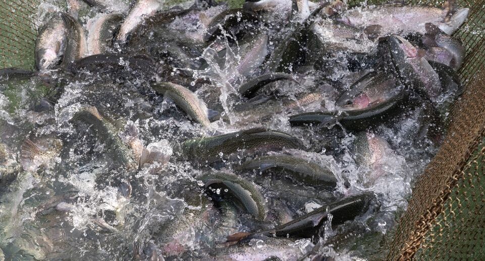    Мансуровское рыбоводное хозяйство под Истрой / Медиасток.рф