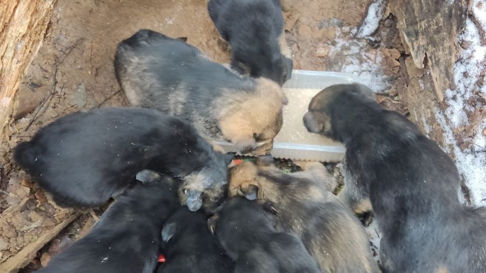 8 щенят ждут в ледяной лесной норе под дождем и снегом