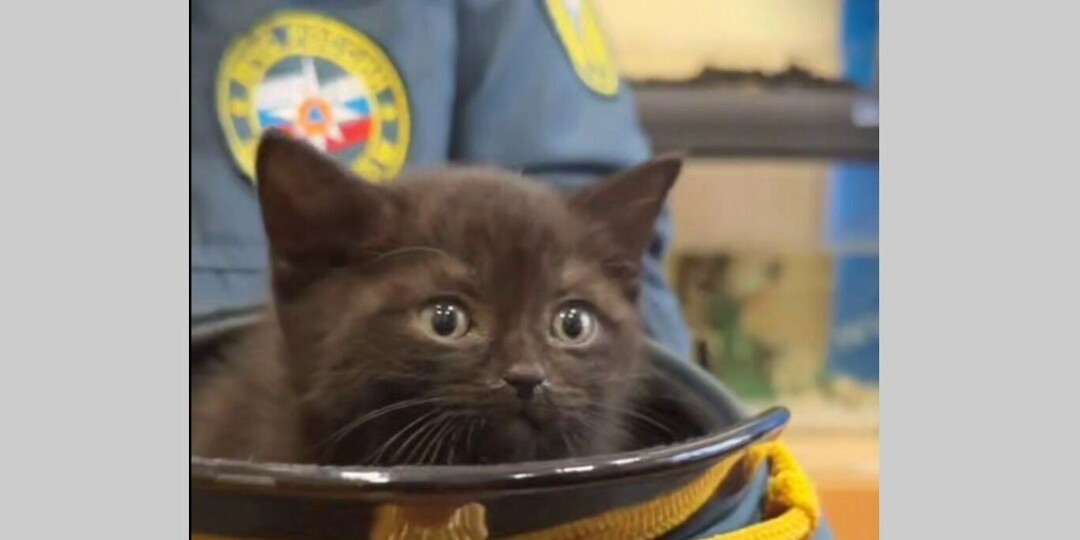 Уголек после пожара: в Ижевске пожарные спасли из горящего дома котенка