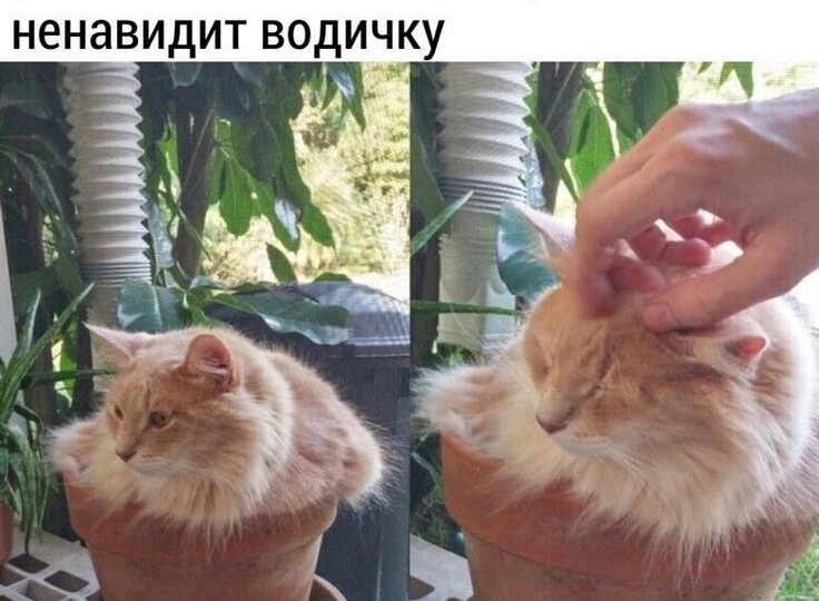 Новая порция позитива от хвостатых мурлык