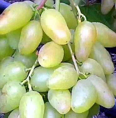 Гроздь Артека, выросшая в тени кроны 