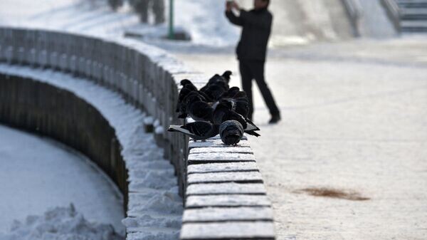    © Sputnik / Виктор Толочко