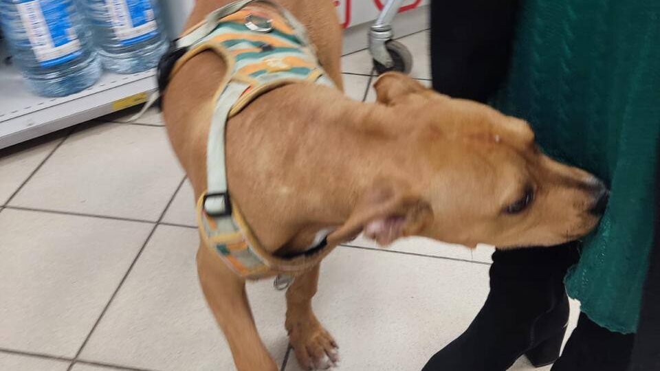 Здравствуйте разместите пожалуйста, в магнит на школьной прибежал щенок