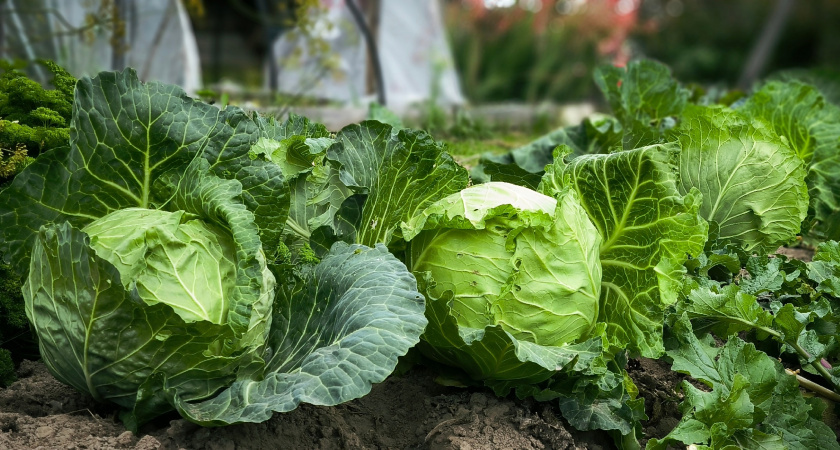    3 самых вкусных и урожайных сорта капусты: лежат до весны и не растрескиваются - идеальны и для засолки, и для хранения