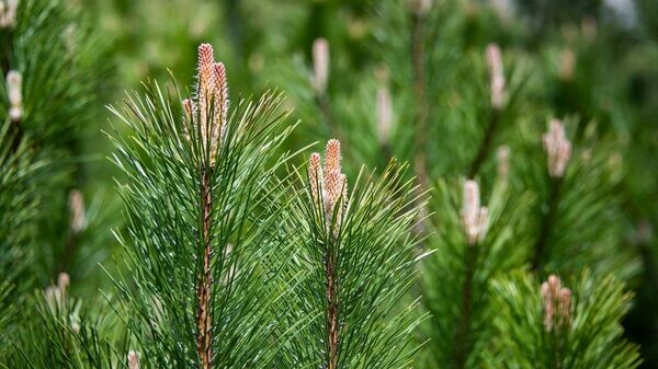    © РИА Новости Крым . Дмитрий Макеев