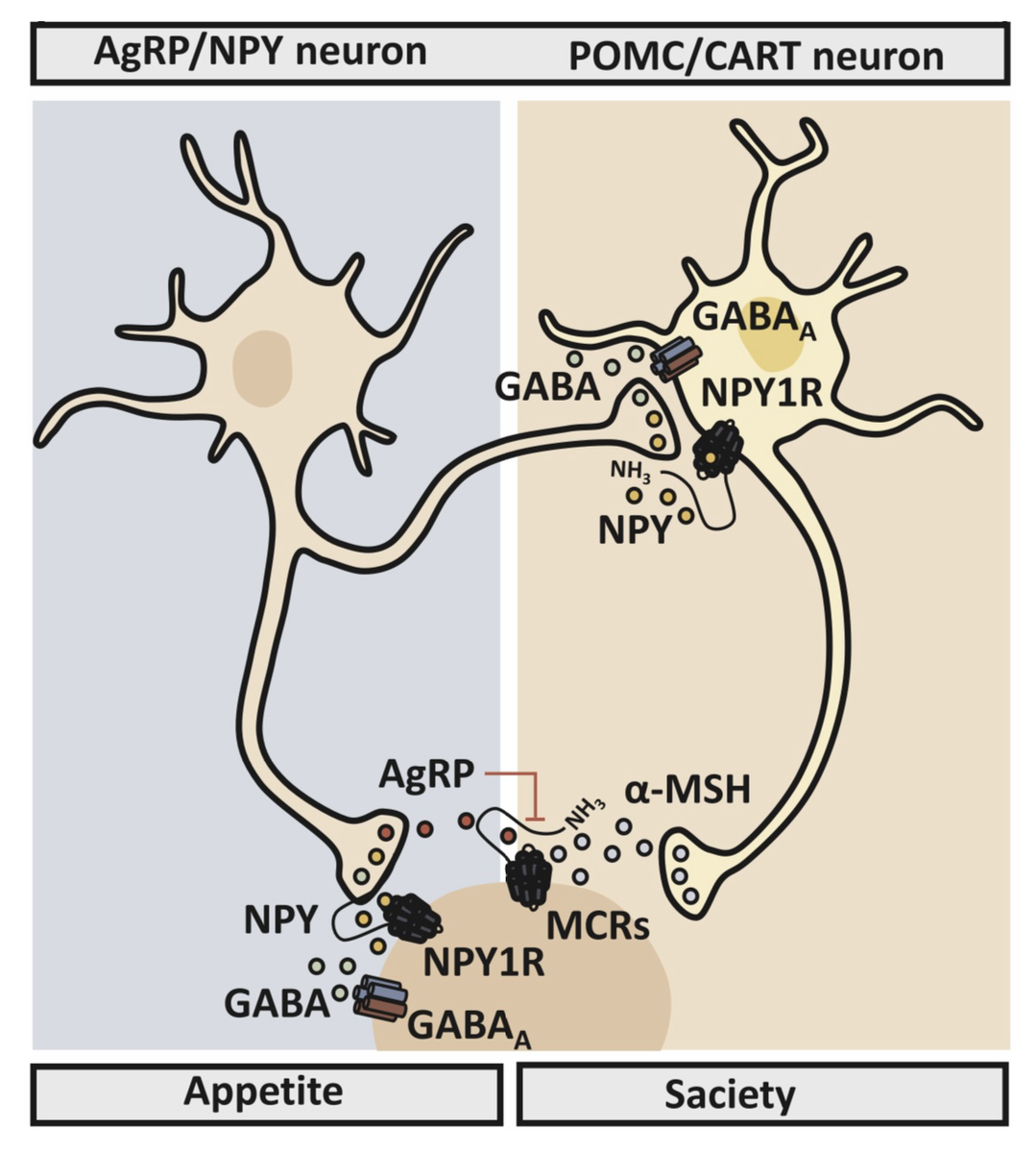 Анорексигенные (те, что подавляют аппетит) и орексигенные популяции нейронов (те, что его стимулируют).