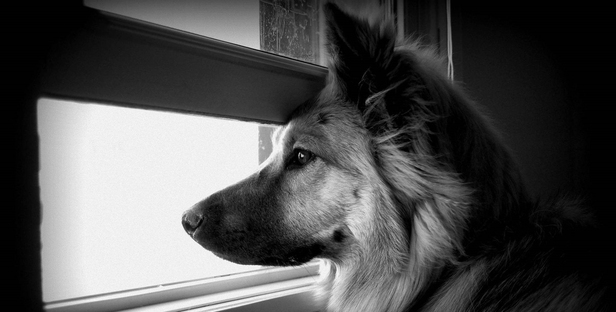 Грустит в окно