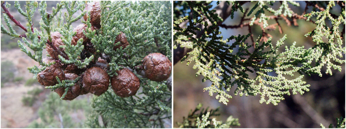 Кипарис Макнаба (Cupressus macnabiana) 