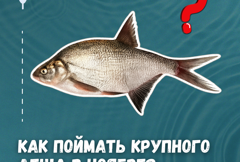 💥 Не упустите момент! Ноябрь - один из лучших месяцев для ловли трофея!