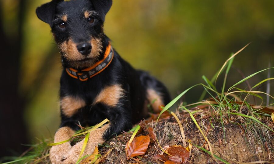 Почему ягдтерьера называют гладиатором?