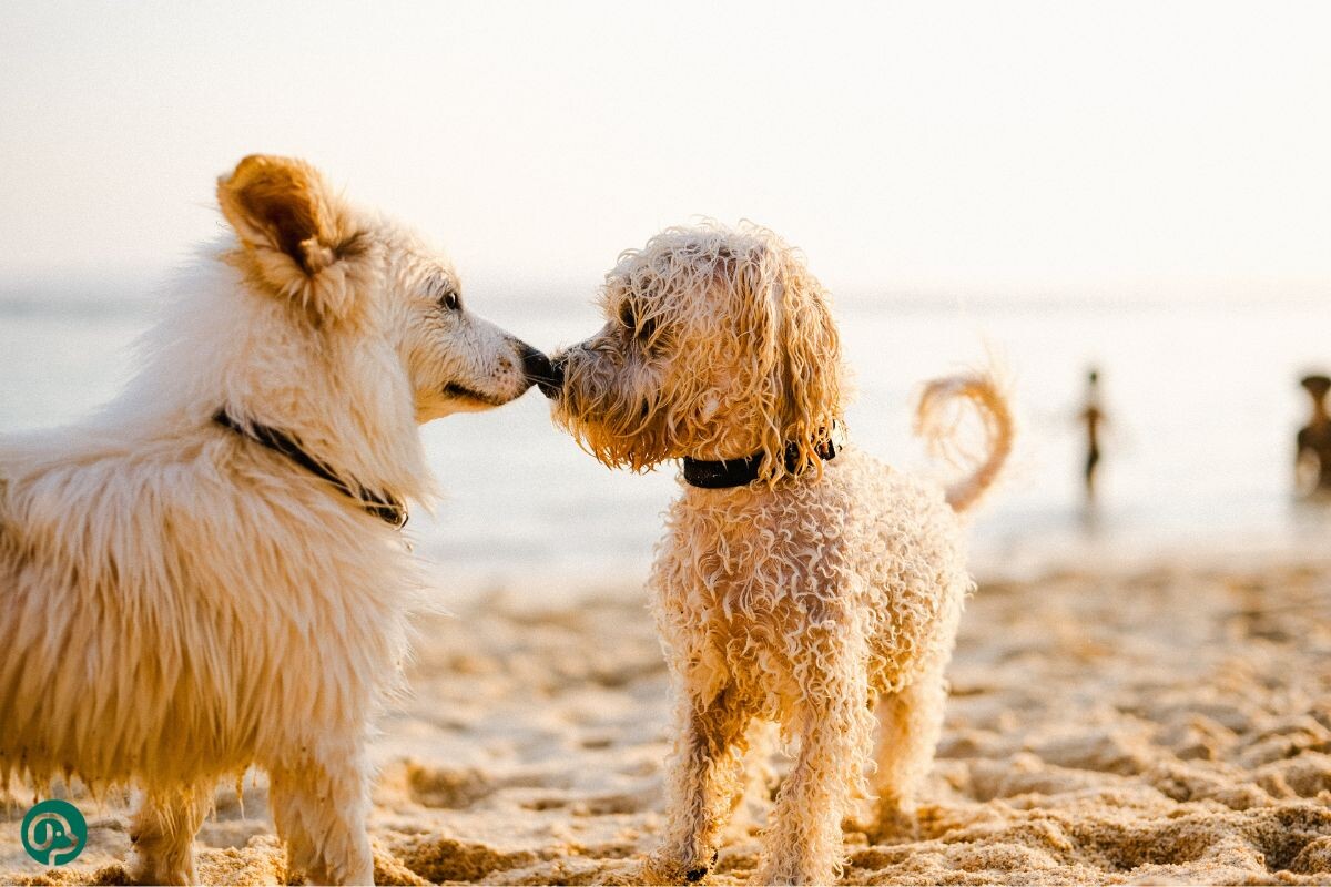 Собаки соприкасаются носами на пляже 