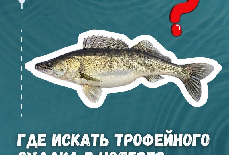 🐟 Про ловлю судака в ноябре...