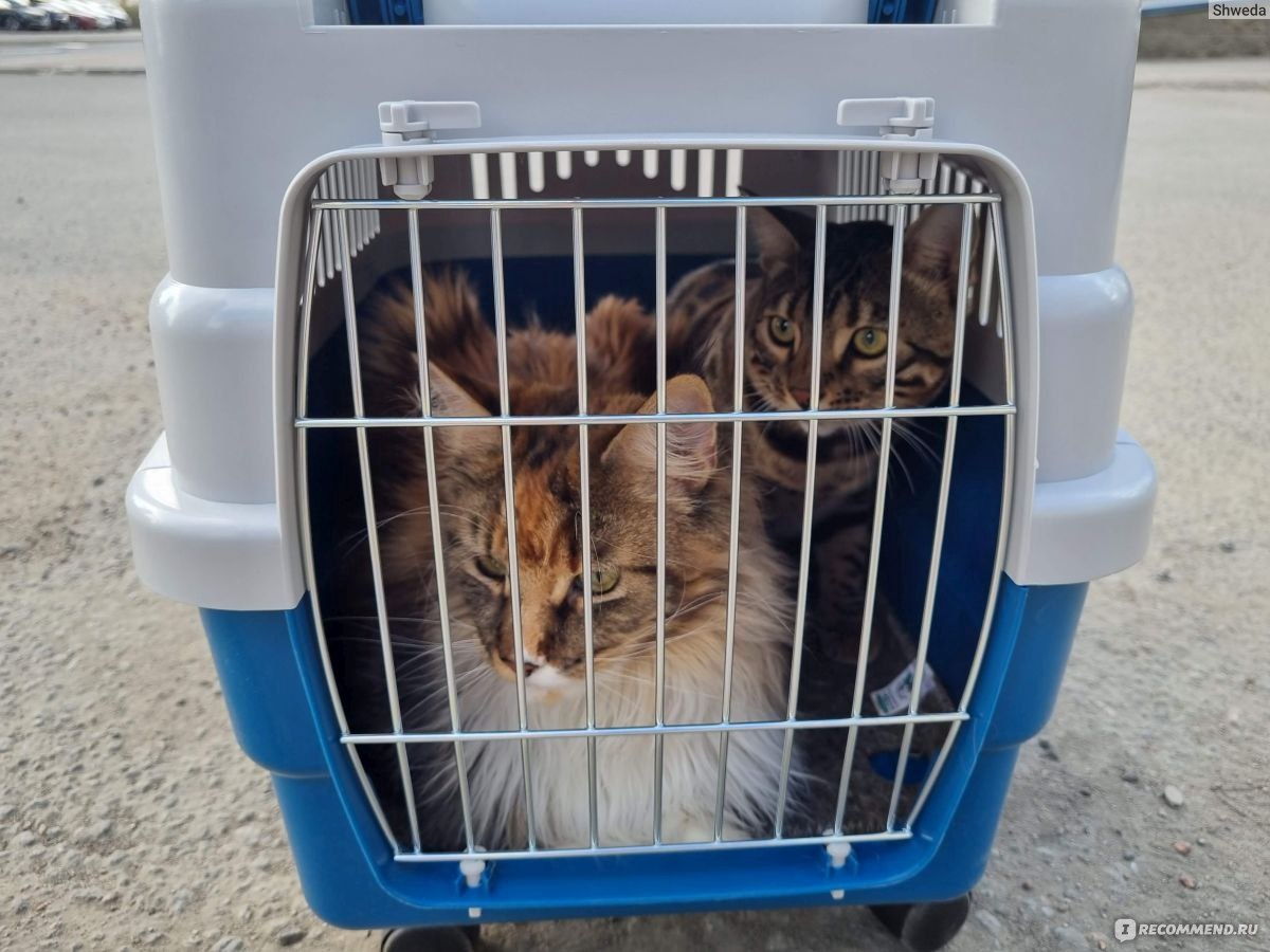 Фото из Интернета. 