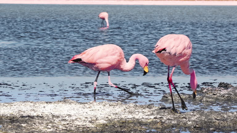 Фотография из интернета