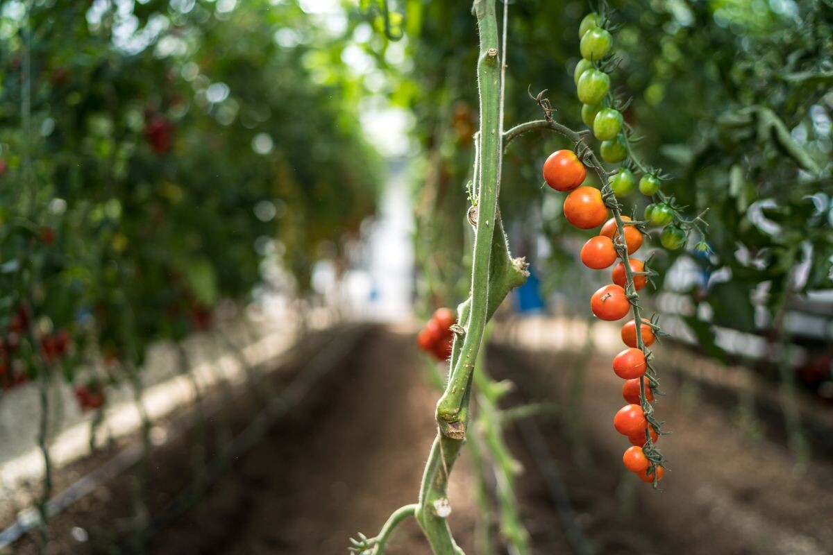 Фото: Александр Плонский / «Агроэксперт»